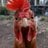 Desert Clucker