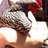 norabird