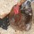 ChickenFarmerJr
