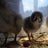 ATChicken