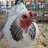 peeweethechick