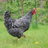 chickensAK