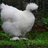 Cucco