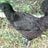 blacky123