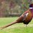 pheasantfeeder
