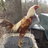brazilian fowl