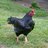 clucknorris2124