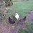 chickenlove17
