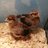 ChickenTraxx