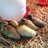 Motherduck12