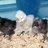 The Silkie Spot