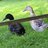 newducklady11