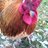ClaflinChickens