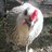 cheerful chick