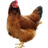 chickenkid12