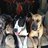 OdysseyKennels