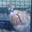 chickenman956