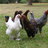CluckinHooligan