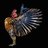 FabulousFowl
