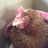 EastViewChooks