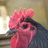 australorp man