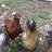 Vicinochicks