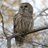 owly