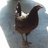 TNgbirdfan2014
