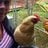 chickenlady78