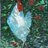 MichiganPullet