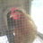 chicksmama6