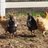 TNchickns