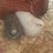 JumpingQuail