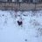 KurdishChicken
