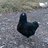 Henagerie