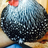 Allthechicks