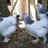gabbychickens44