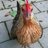 thechickengang