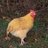 Sweetbird