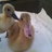 DuckieLover8