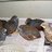 poultry102