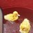 texascochins