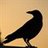 PNightbird