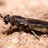 BlackSoldierFly
