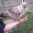 RNchickenfarmer
