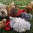 cluckcluck75