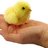 Mchickenz