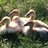 Iowachick26
