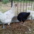 chick4chooks