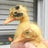Love Ducklings